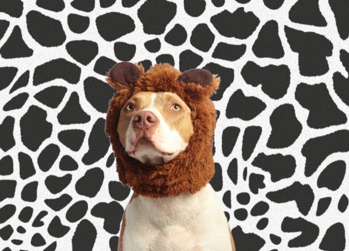 Замените фон изображения фоном зебры